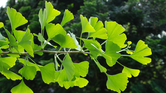 Ginkgo-Biloba