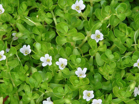 bacopa