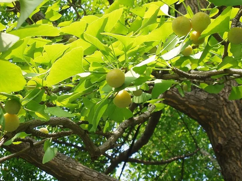 ginkgo biloba