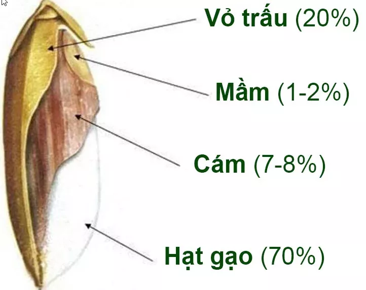 thành phần hạt thóc