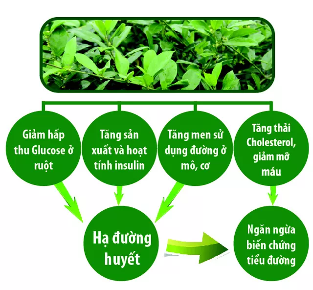 tác dụng của dây thìa canh